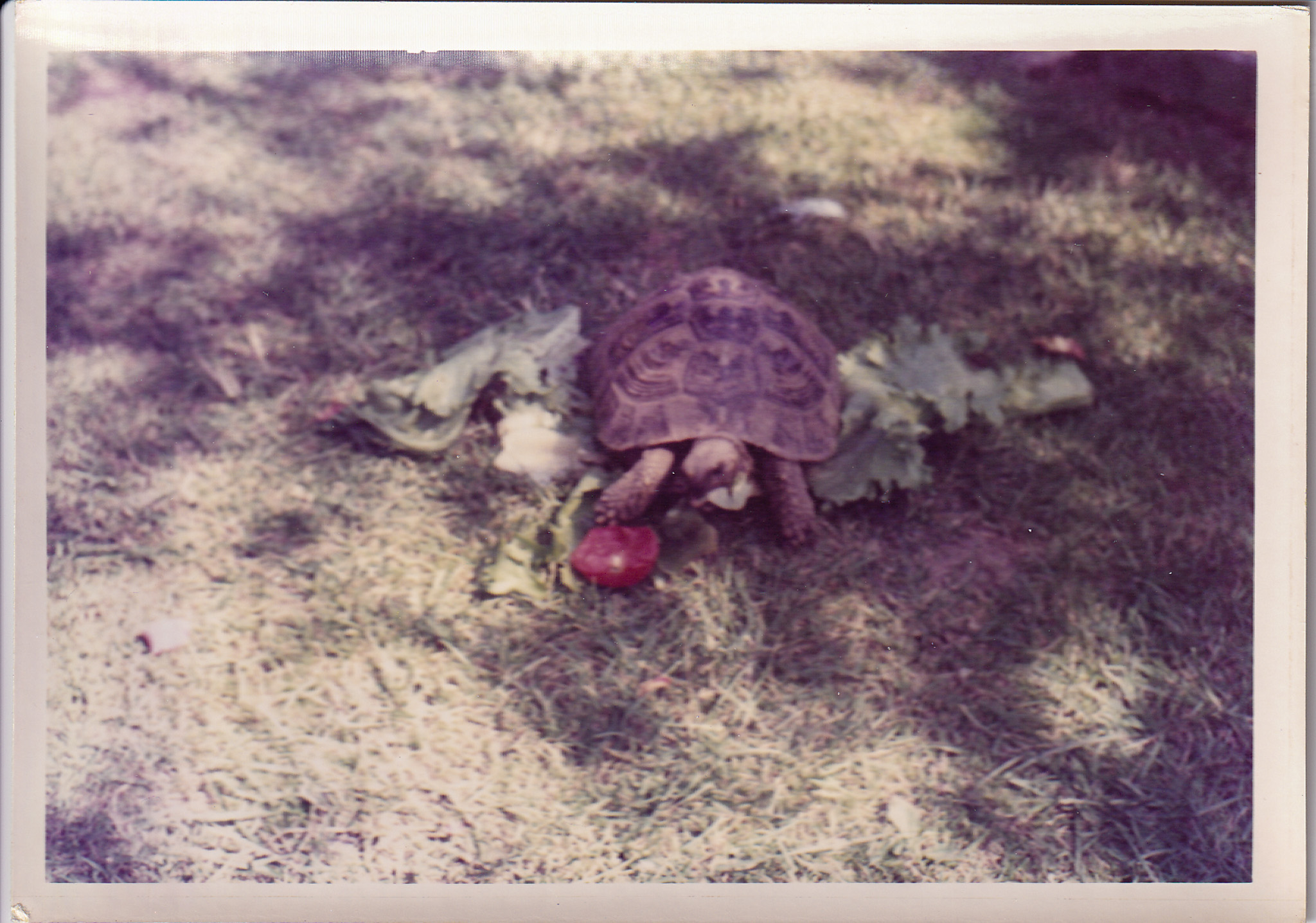 Tortoise